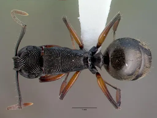 Polyrhachis roomi specimen CASENT0009234 image casent0009234_1