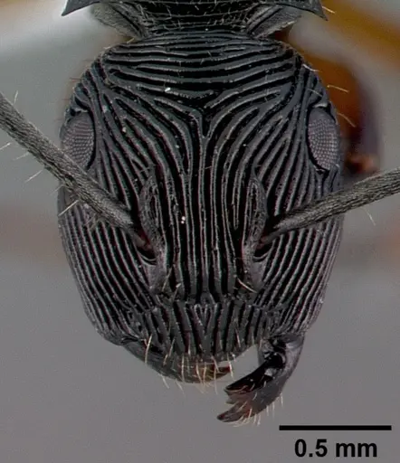 Polyrhachis roomi specimen CASENT0009234 image casent0009234_2