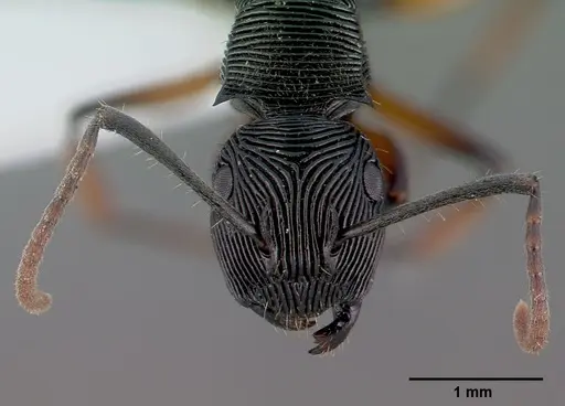 Polyrhachis roomi specimen CASENT0009234 image casent0009234_3