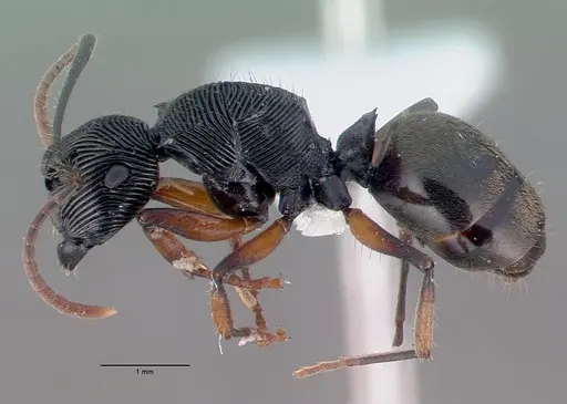Polyrhachis roomi specimen CASENT0009234 image casent0009234_4