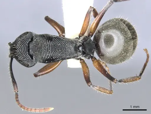 Polyrhachis roomi specimen CASENT0903322 image casent0903322_1