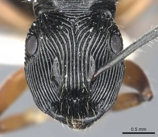 Polyrhachis roomi specimen CASENT0903322 image casent0903322_2