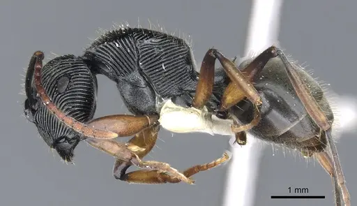 Polyrhachis roomi specimen CASENT0903322 image casent0903322_3