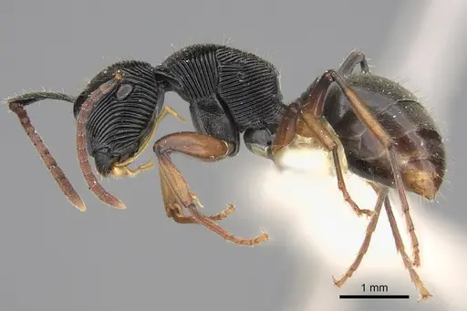 Polyrhachis roomi specimen CASENT0923502 image casent0923502_1