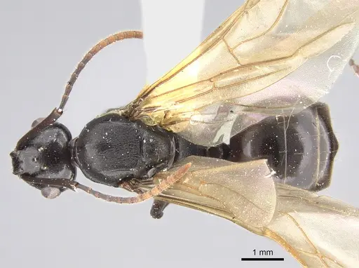 Polyrhachis rossi specimen CASENT0923503 image casent0923503_1