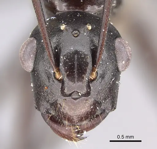Polyrhachis rossi specimen CASENT0923503 image casent0923503_2