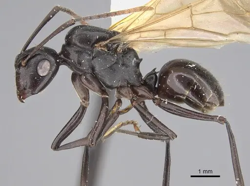 Polyrhachis rossi specimen CASENT0923503 image casent0923503_3