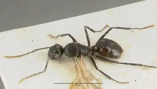Polyrhachis rossi specimen CASTYPE06945-01 image castype06945-01_1