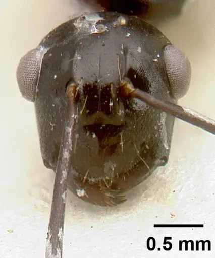 Polyrhachis rossi specimen CASTYPE06945-01 image castype06945-01_3
