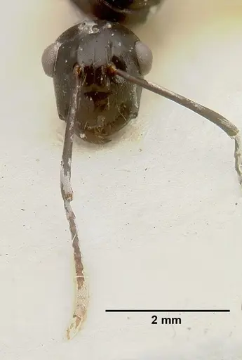 Polyrhachis rossi specimen CASTYPE06945-01 image castype06945-01_4