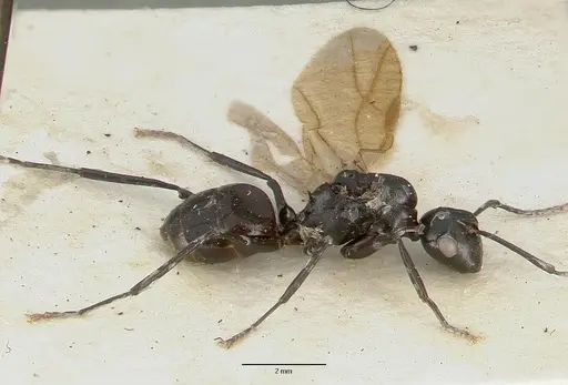 Polyrhachis rossi specimen CASTYPE06945-01 image castype06945-01_5