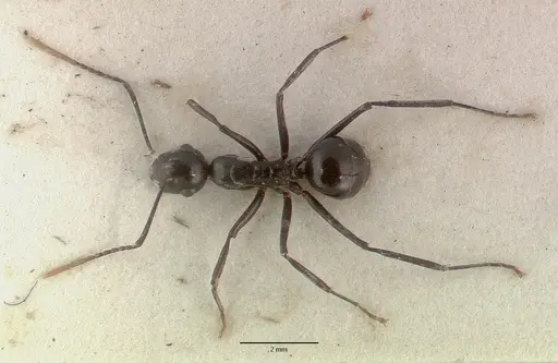 Polyrhachis rossi specimen CASTYPE06945-02 image castype06945-02_1