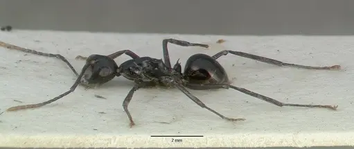 Polyrhachis rossi specimen CASTYPE06945-02 image castype06945-02_4