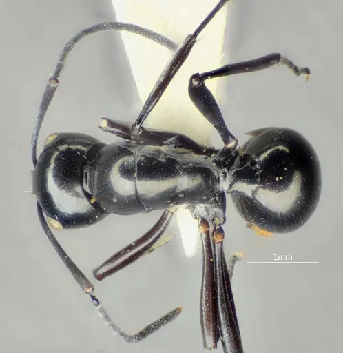 Polyrhachis rotoccipita specimen ANTWEB1060622 image antweb1060622_1