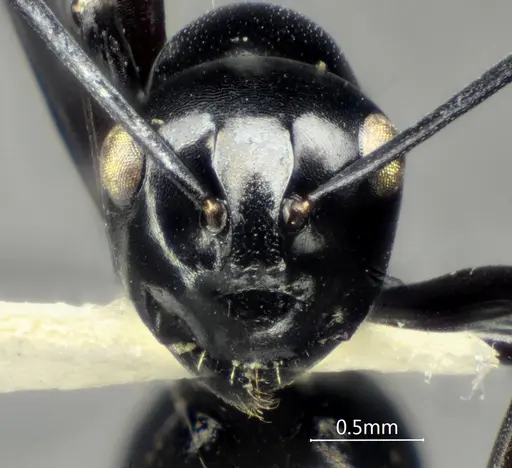 Polyrhachis rotoccipita specimen ANTWEB1060622 image antweb1060622_2