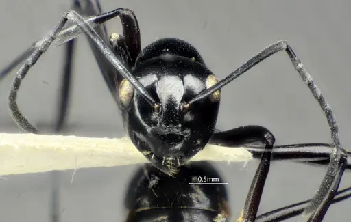 Polyrhachis rotoccipita specimen ANTWEB1060622 image antweb1060622_3