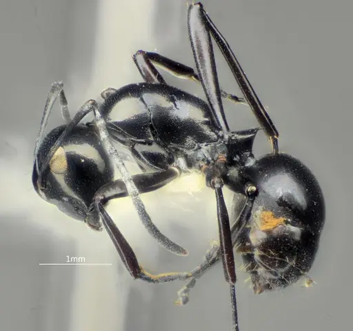 Polyrhachis rotoccipita specimen ANTWEB1060622 image antweb1060622_4