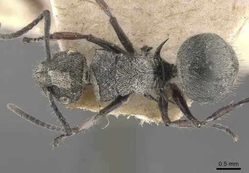 Polyrhachis rowlandi specimen CASENT0910831 image casent0910831_1