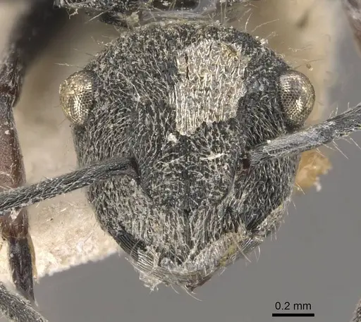 Polyrhachis rowlandi specimen CASENT0910831 image casent0910831_2