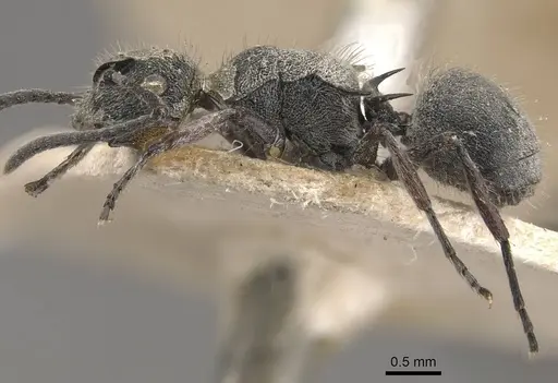 Polyrhachis rowlandi specimen CASENT0910831 image casent0910831_3