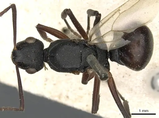 Polyrhachis ruficornis specimen CASENT0901847 image casent0901847_1