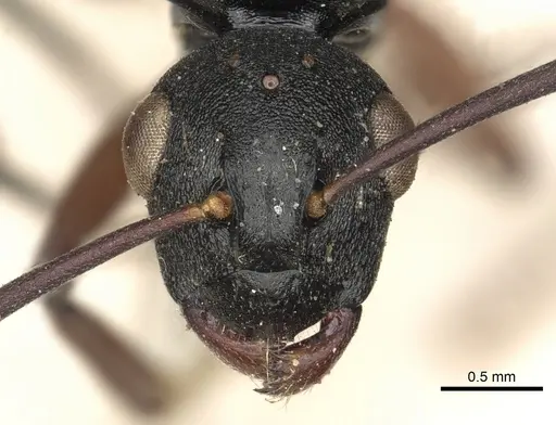 Polyrhachis ruficornis specimen CASENT0901847 image casent0901847_2
