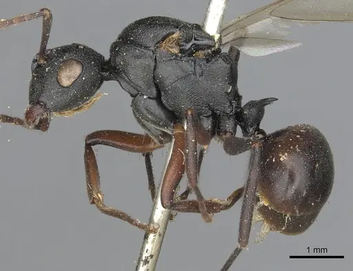 Polyrhachis ruficornis specimen CASENT0901847 image casent0901847_3