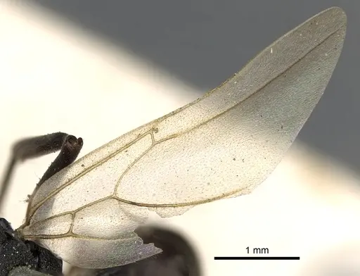 Polyrhachis ruficornis specimen CASENT0901847 image casent0901847_4