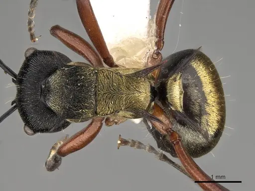 Polyrhachis rufifemur specimen CASENT0281428 image casent0281428_1