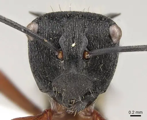 Polyrhachis rufifemur specimen CASENT0281428 image casent0281428_2