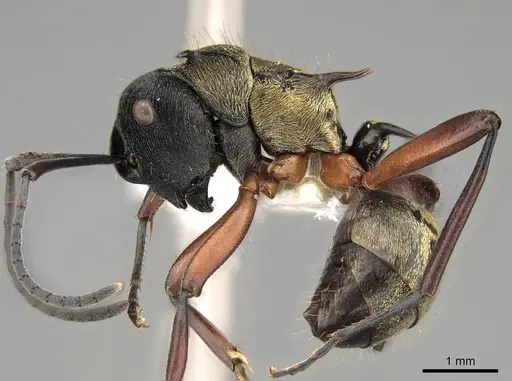 Polyrhachis rufifemur specimen CASENT0281428 image casent0281428_3