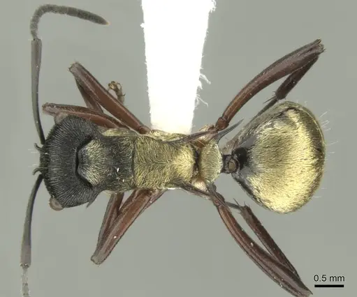 Polyrhachis rufifemur specimen CASENT0906730 image casent0906730_1
