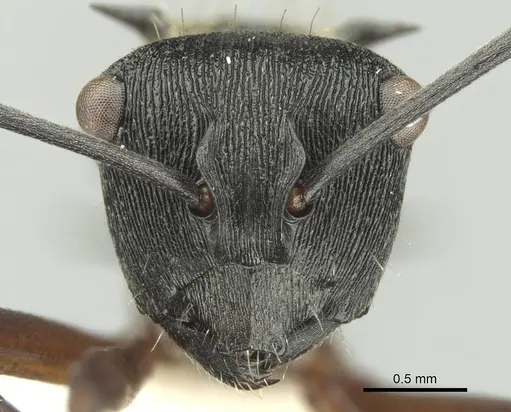 Polyrhachis rufifemur specimen CASENT0906730 image casent0906730_2