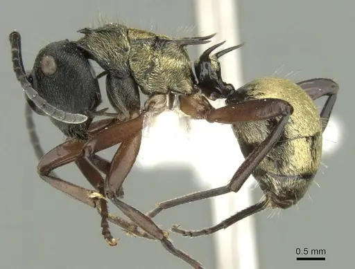 Polyrhachis rufifemur specimen CASENT0906730 image casent0906730_3