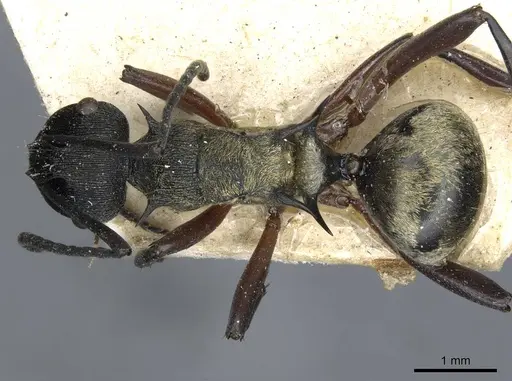 Polyrhachis rufifemur specimen CASENT0910849 image casent0910849_1
