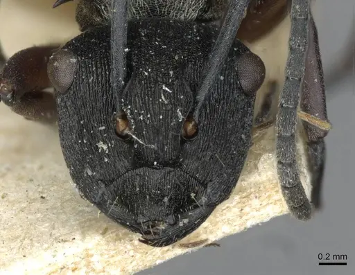 Polyrhachis rufifemur specimen CASENT0910849 image casent0910849_2