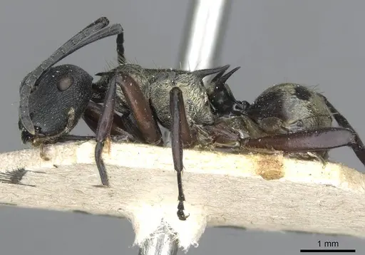 Polyrhachis rufifemur specimen CASENT0910849 image casent0910849_3