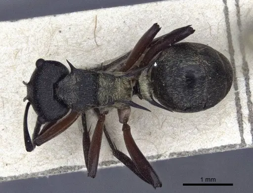 Polyrhachis rufifemur specimen CASENT0916649 image casent0916649_1