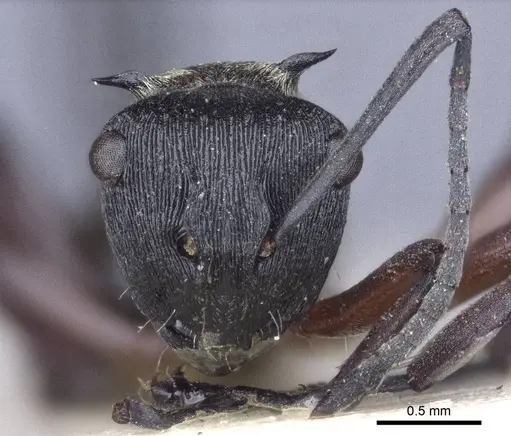 Polyrhachis rufifemur specimen CASENT0916649 image casent0916649_2