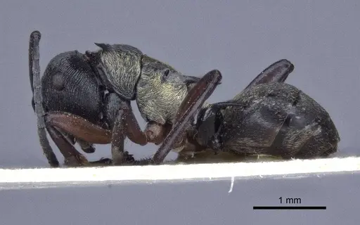 Polyrhachis rufifemur specimen CASENT0916649 image casent0916649_3
