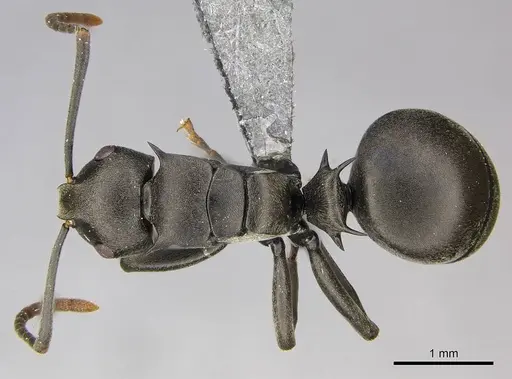 Polyrhachis rufipalpis specimen CASENT0250037 image casent0250037_1