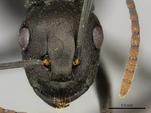 Polyrhachis rufipalpis specimen CASENT0250037 image casent0250037_2