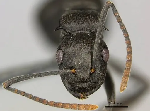 Polyrhachis rufipalpis specimen CASENT0250037 image casent0250037_3