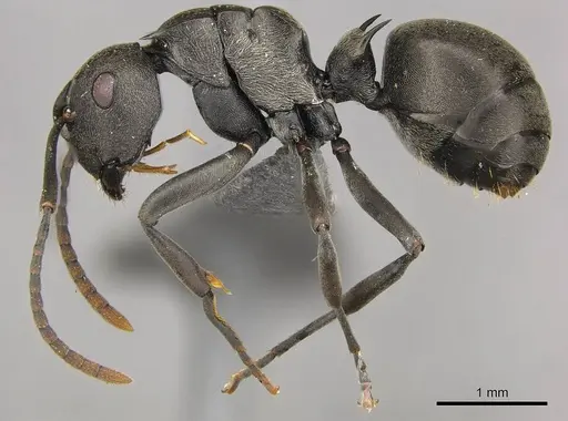 Polyrhachis rufipalpis specimen CASENT0250037 image casent0250037_4