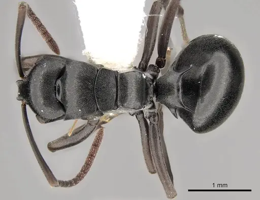 Polyrhachis rufipalpis specimen CASENT0281454 image casent0281454_1