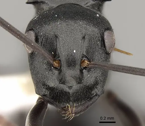 Polyrhachis rufipalpis specimen CASENT0281454 image casent0281454_2
