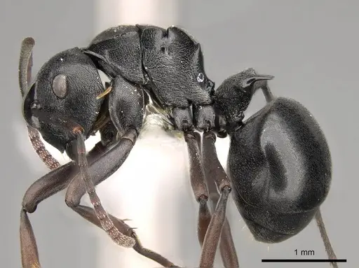 Polyrhachis rufipalpis specimen CASENT0281454 image casent0281454_3