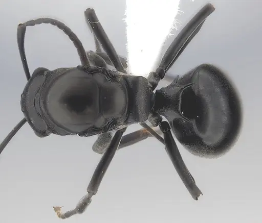 Polyrhachis rufipalpis specimen CASENT0403444 image casent0403444_1