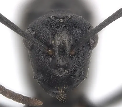 Polyrhachis rufipalpis specimen CASENT0403444 image casent0403444_2