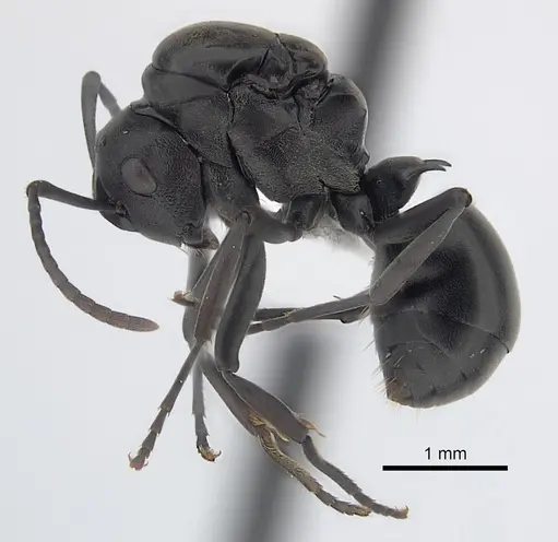 Polyrhachis rufipalpis specimen CASENT0403444 image casent0403444_3